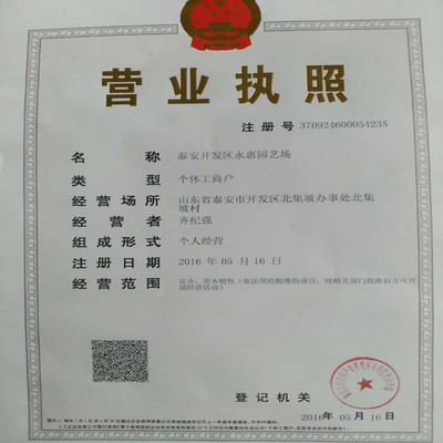 紅顏草莓苗——山東基地直銷，品質與服務的雙重保障